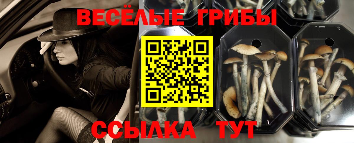 Галлюциногенные грибы Psilocybe Карачаевск